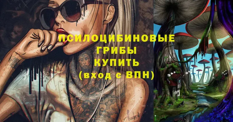 Галлюциногенные грибы Psilocybe  blacksprut tor  Кяхта  цена  